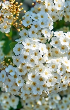 Спирея ниппонская 'White Carpet'