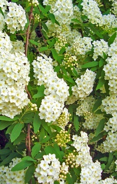 Спирея острозазубренная