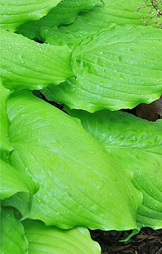 Хоста 'Marilyn Monroe'