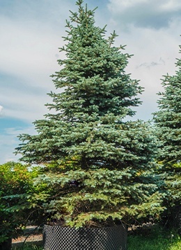 Ель колючая 'Glauca' №29