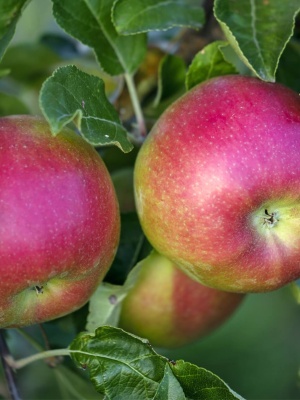 Яблоня 'Веньяминовское'