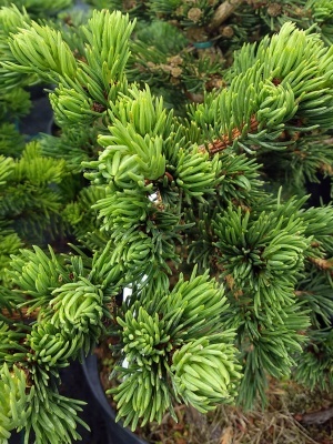 Ель колючая 'Lucky Strike'