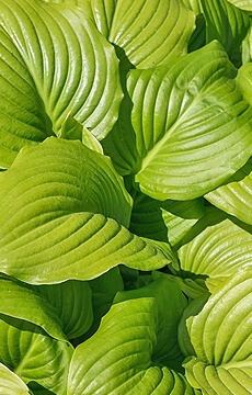 Хоста 'Niagara Falls'