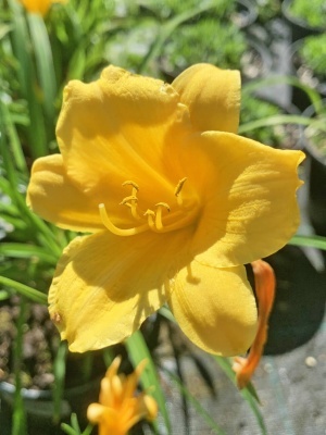 Лилейник гибридный 'Stella de Oro'