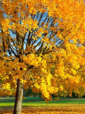 Клен остролистный 'Princeton Gold'