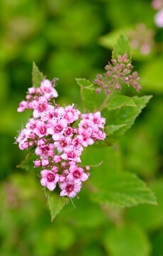 Спирея японская 'Japanese Dwarf'