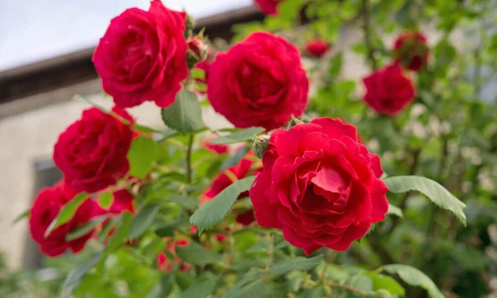 Роза парковая 'Adelaide Hoodless' - саженцы из питомника Алексеевская Дубрава