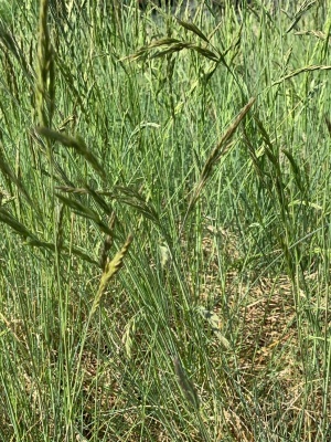 Овсяница сизая 'Festina'