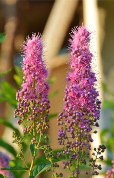 Спирея иволистная