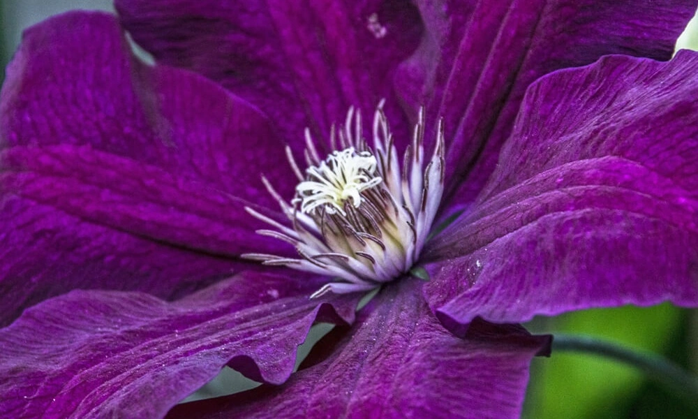 Клематис фиолетовый 'Etoile Violette' - саженцы из питомника Алексеевская Дубрава