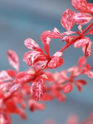 Барбарис Тунберга 'Rosetta'