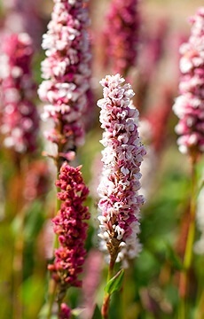 Горец родственный 