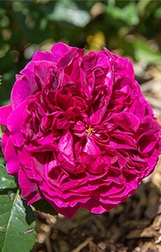 Роза английская 'William Shakespeare'