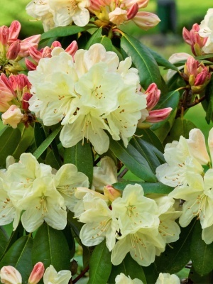 Рододендрон якушиманский 'Flava'