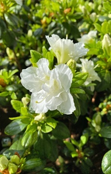 Азалия японская 'Maischnee'