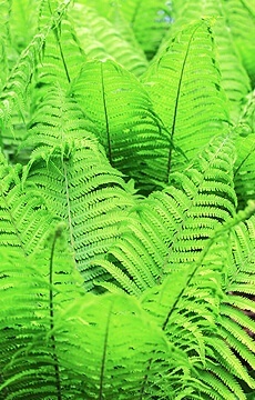 Страусник обыкновенный