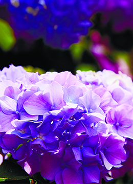 Гортензия крупнолистная 'Endless Summer Bloom Star blue-purple'