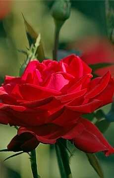 Роза чайно-гибридная 'Helmut Kohl'