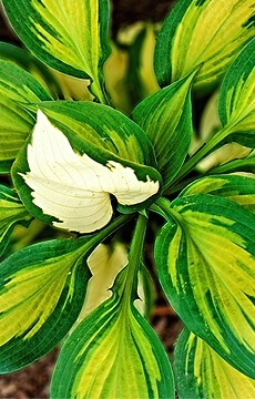 Хоста 'Rainbow's End'