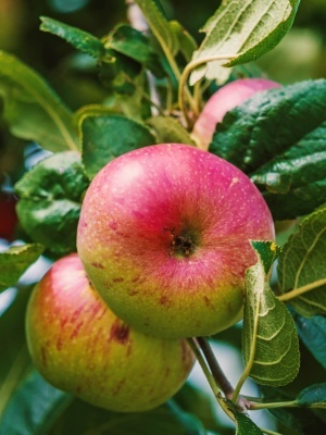 Яблоня 'Балтика'