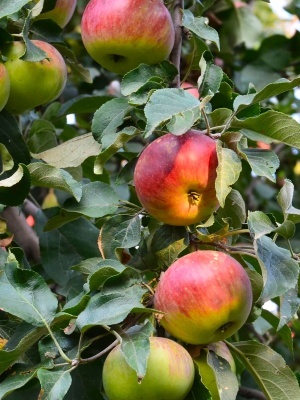 Яблоня 'Строевское'