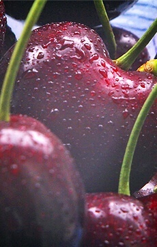 Черешня 'Ревна'