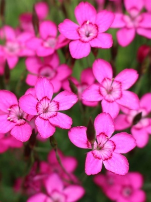 Гвоздика Альпийская Dianthus Alpinus