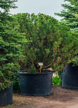 Сосна обыкновенная №39 Ниваки