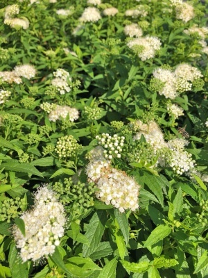 Спирея японская 'Albiflora'