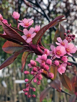 Черемуха обыкновенная 'Colorata'