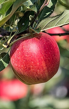 Яблоня 'Красное раннее'