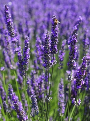 Лаванда узколистная