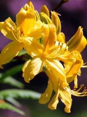 Рододендрон желтый