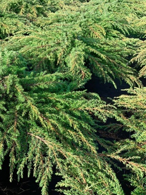 Можжевельник обыкновенный 'Green Carpet'