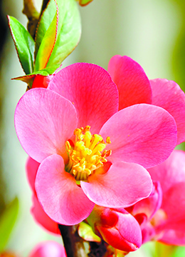 Айва прекрасная 'Eximia'