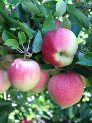 Яблоня 'Грушовка Московская'