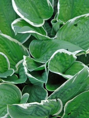 Хоста 'Francee'