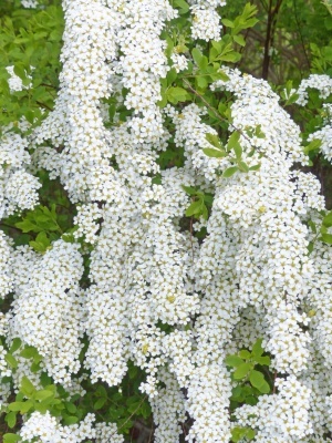 Спирея ниппонская