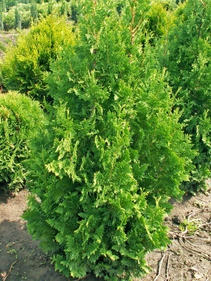 Туя западная 'Malonyana'