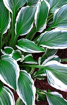 Хоста 'Royal Charmer'