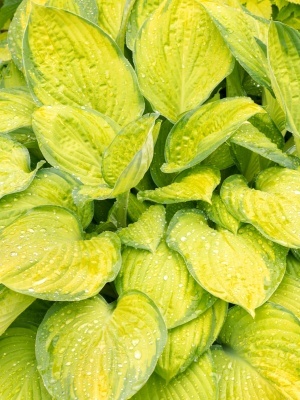 Хоста 'Gold Standard'