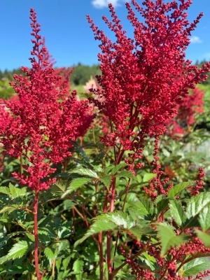 Астильба японская 'Montgomery'