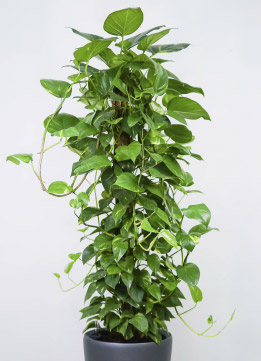 Эпипремнум