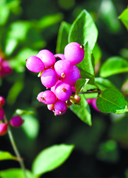 Снежноягодник доренбоса 'Amethyst'