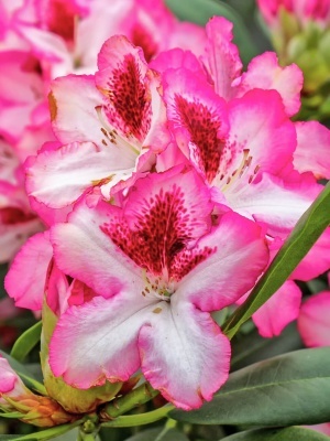 Рододендрон гибридный 'Hachmann's Charmant'