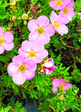 Лапчатка кустарниковая 'Lovely Pink'