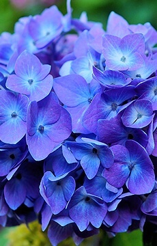 Гортензия крупнолистная 'Boogie Woogie'