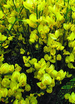 Ракитник ранний 'Allgold'