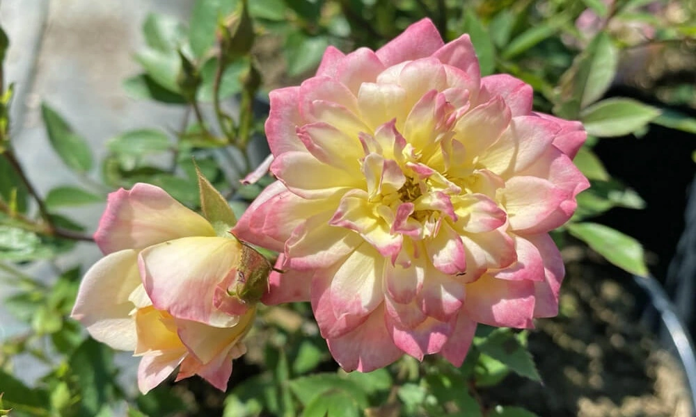 Роза почвопокровная 'Tricolor Fairy' - саженцы из питомника Алексеевская Дубрава