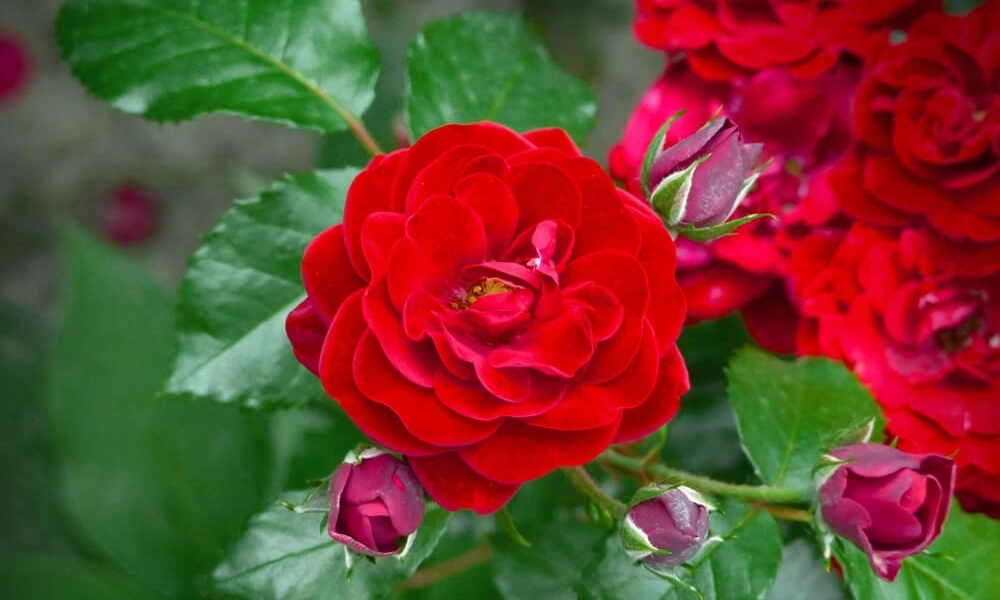 Роза флорибунда 'Lavaglut' фото саженцев